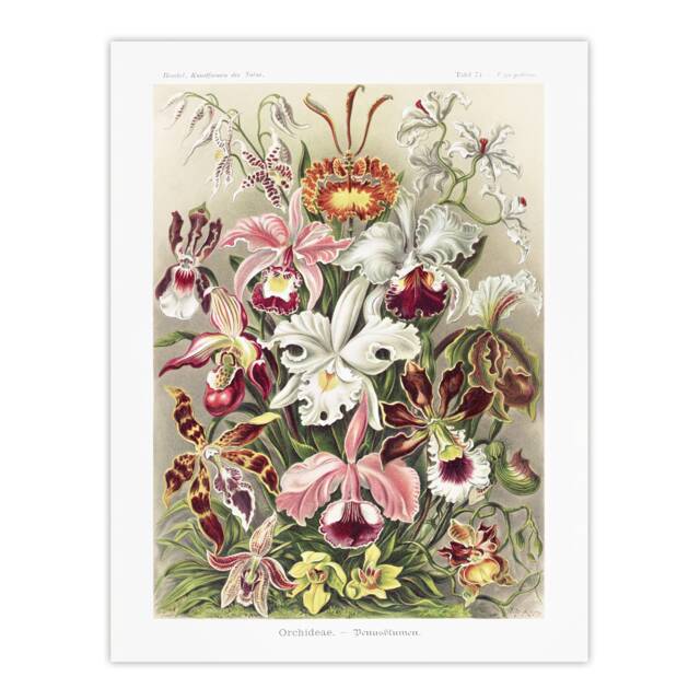 "Orchid Flower Colourful Varieties Haeckel Huge Wall Art Poster Print 24X32"""