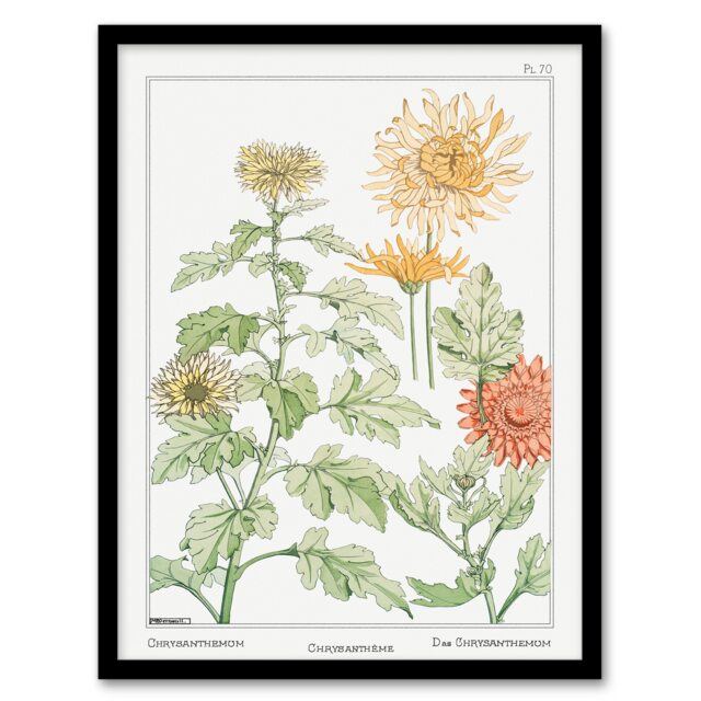 Maurice Pillard Verneuil Framed Wall Art Print Chrysanthemum Flower Home Décor