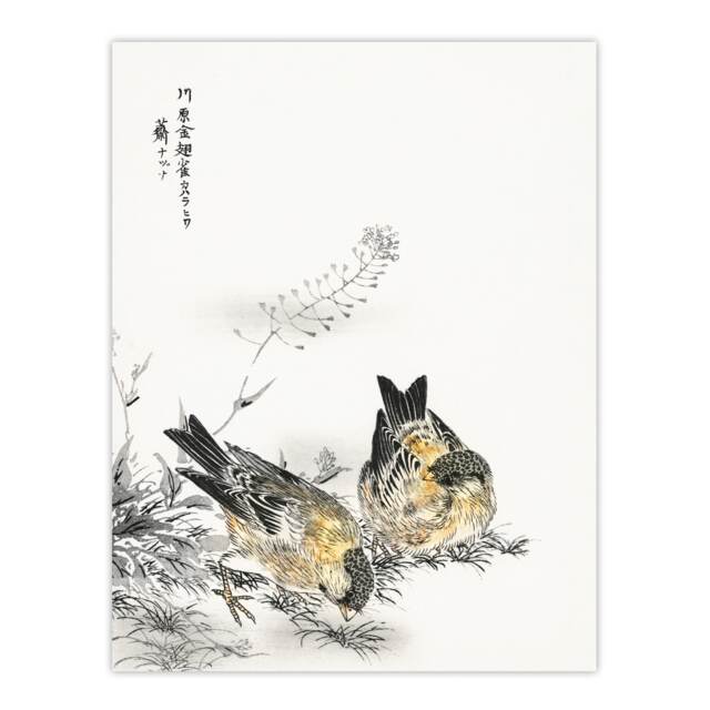 "Greenfinch and Shepherd's Purse Plant Vintage Wall Art Print Kashu 24x32"""