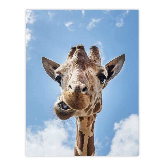 Funny up close look at a giraffe Highsmith Huge Wall Art Print 18X24 In