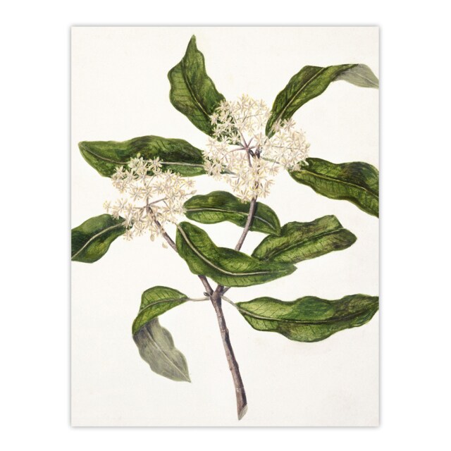 "New Zealand Tarata Lemonwood Plant Featon Wall Art Poster Print 12X16"""