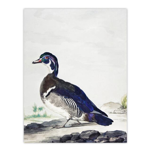 "Wood Duck Vintage Bird Oil Painting Schouman Wall Art Poster Print 12X16"""