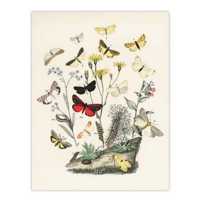 "Small Butterflies Caterpillars Kirby Vintage Wall Art Poster Print 12X16"""