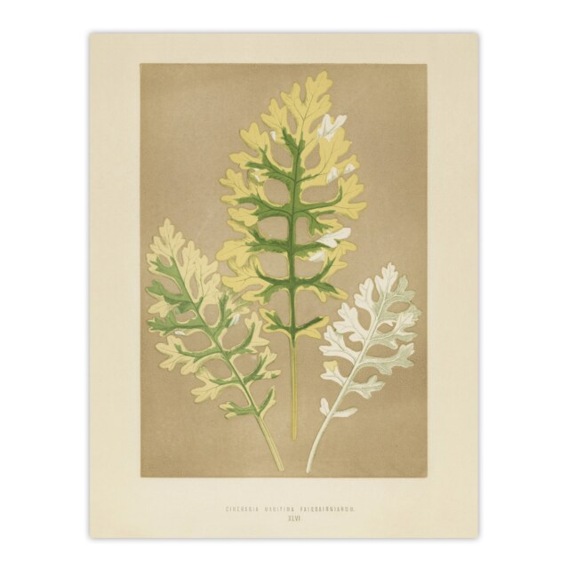 Vintage Botanical Dusty Miller Leaves Fawcett Huge Wall Art Print 18X24 In