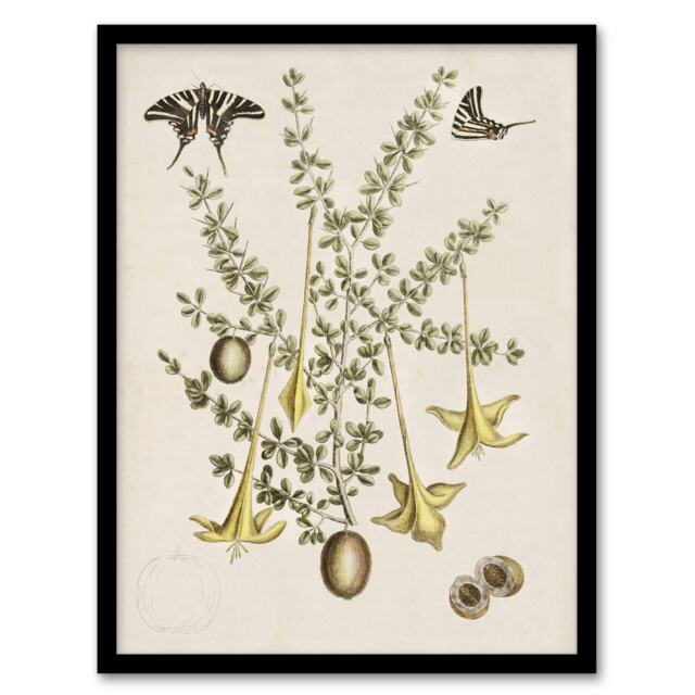 "Frutex Spinofus Flowers and Butterflies Catesby Framed Wall Art Print 12X16"""