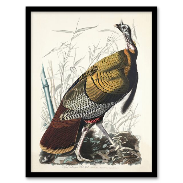 "Birds of America Wild Turkey Audubon Nature Framed Wall Art Print 12X16"""