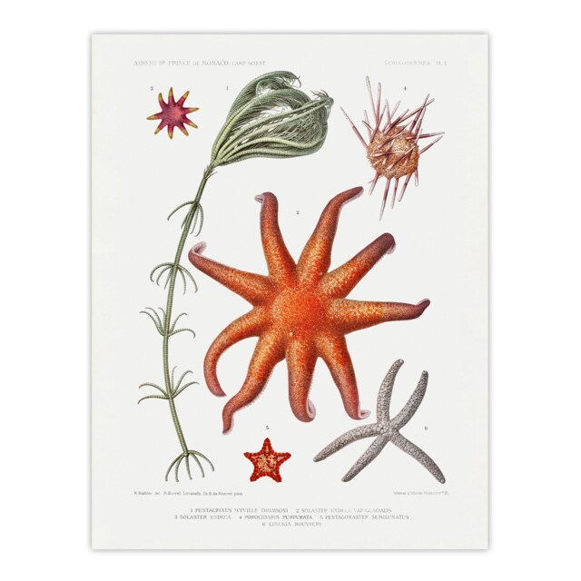 "Deep Sea Starfish Marine Life Albert I Wall Art Poster Print 12X16"""