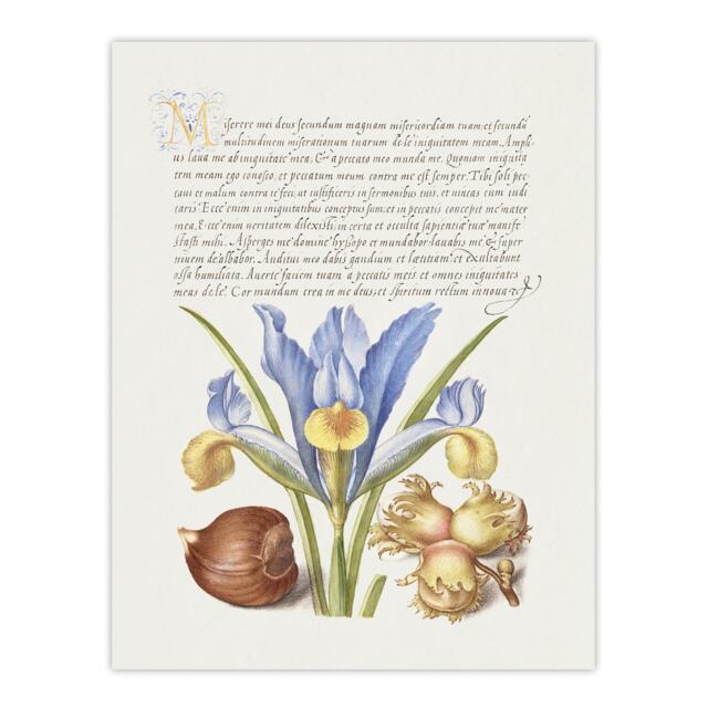 "Iris Flower and Hazelnut Calligraphy Wall Art Poster Print 12X16"""