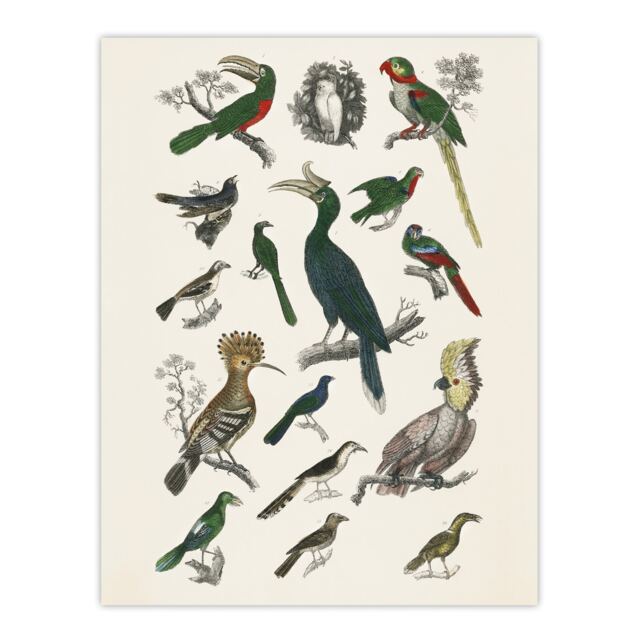 "Various Birds Illustration Goldsmith Vintage Huge Wall Art Poster Print 24X32"""
