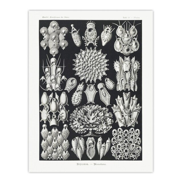 Bryozoa Aquatic invertebrates Haeckel Botanical Huge Wall Art Print 18X24 In