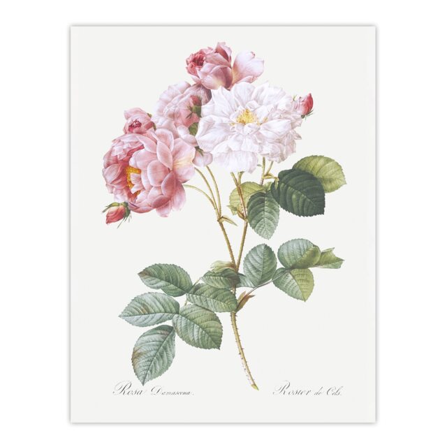 "Pink Rosebush Flowers Redoute Vintage Wall Art Poster Print 12X16"""