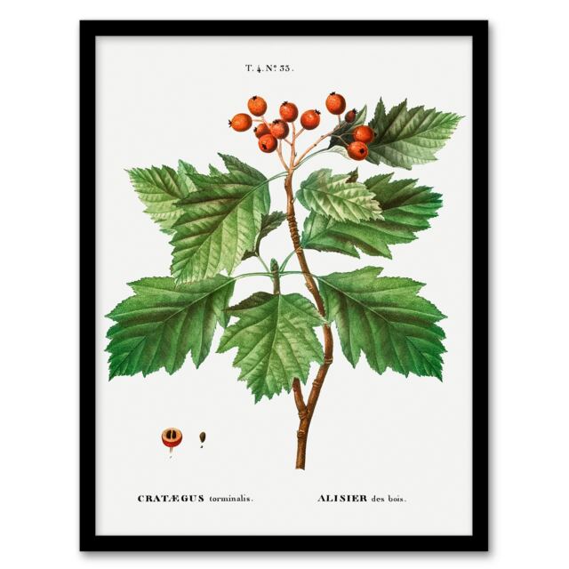 "Hawthorn Botanical Illustration Redoute Vintage Framed Wall Art Print 12X16"""