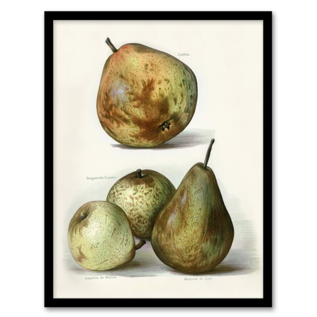 "Pear Varieties Vintage Fruit Illustration Wright Framed Wall Art Print 12X16"""