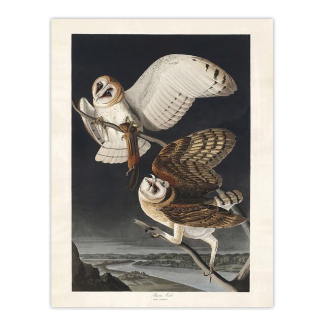 Birds of America Barn Owl Audubon Nature Huge Wall Art Print 18X24 In