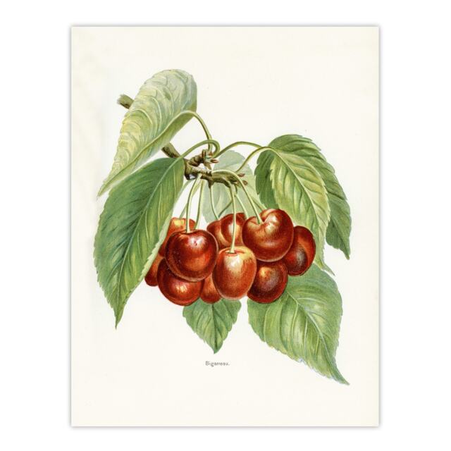 "Vintage Illustration of Bigarreau Cherries Wright Wall Art Poster Print 12X16"""