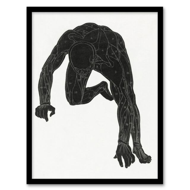 Reijer Stolk Man Silhouette Anatomical Study of Muscles Framed Wall Art Print A4
