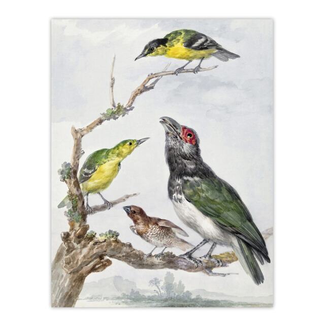 Four Different Birds on a Branch Schouman Huge Wall Art Print 18X24 In