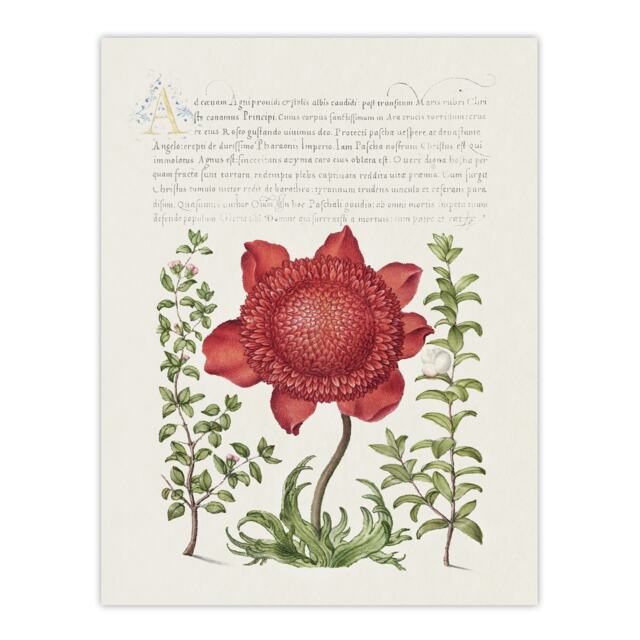 "Poppy Anemone and Myrtle Calligraphy Wall Art Poster Print 12X16"""