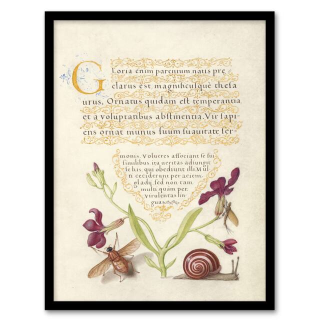 "Gillyflower Fly Mayfly and Snail Calligraphy Framed Wall Art Print 12X16"""