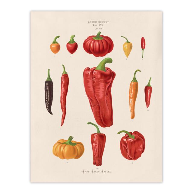 "Capsicums and Chili Peppers Ernst Benary Wall Art Poster Print 12X16"""