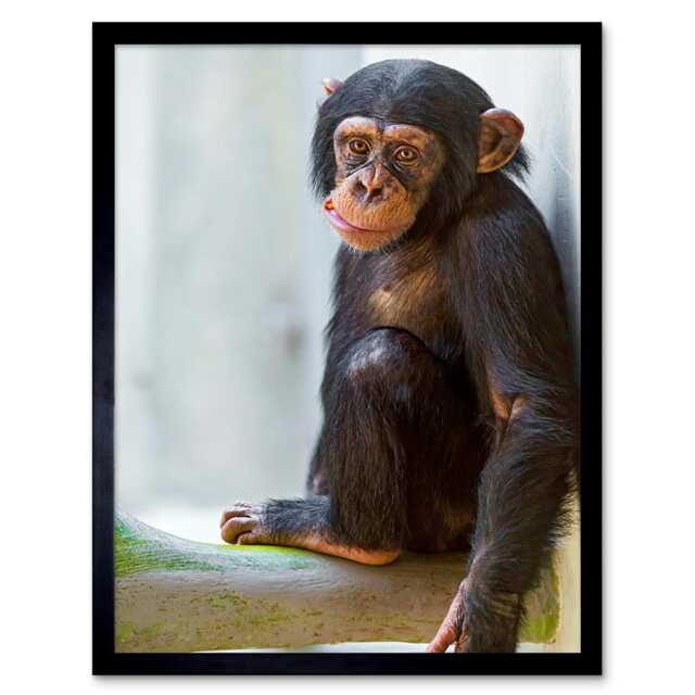 "Monkey Baby Chimp Chimpanzee Home Decor 12x16"" Framed Wall Art Print"