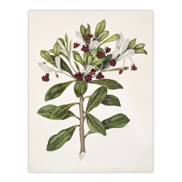 "New Zealand Kohuhu and Karo Plant Featon Wall Art Poster Print 12X16"""