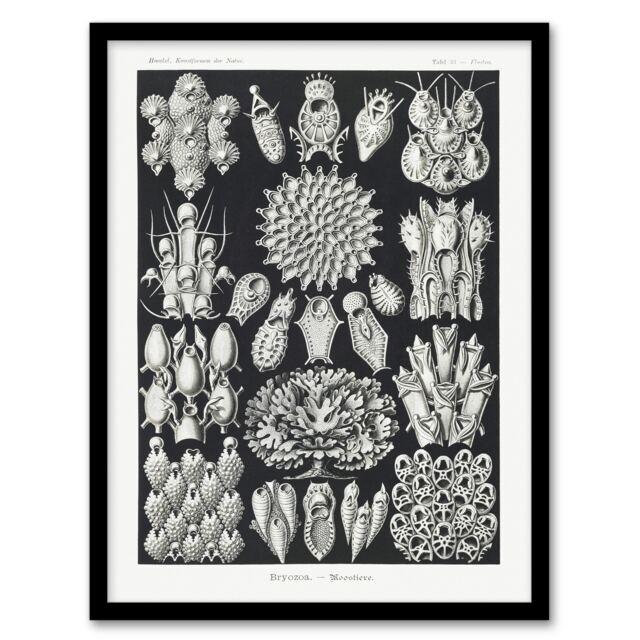 "Bryozoa Aquatic invertebrates Haeckel Botanical Framed Wall Art Print 12X16"""