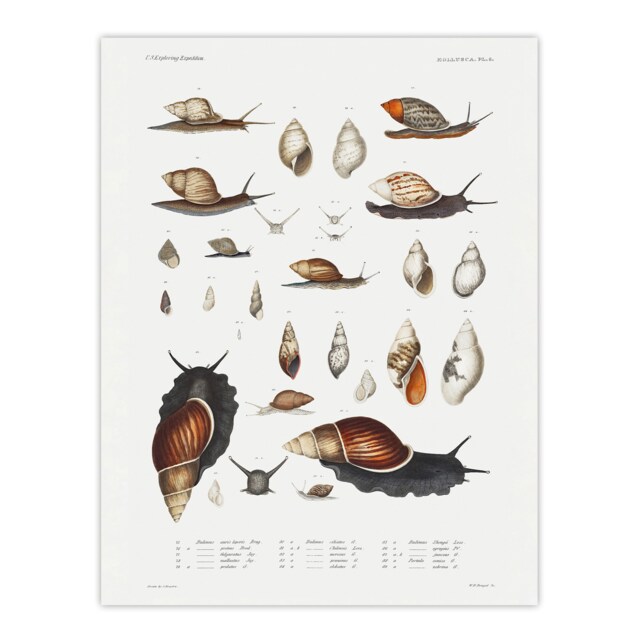 "Snail shell Marine Life Ocean Augustus Gould Huge Wall Art Poster Print 24X32"""