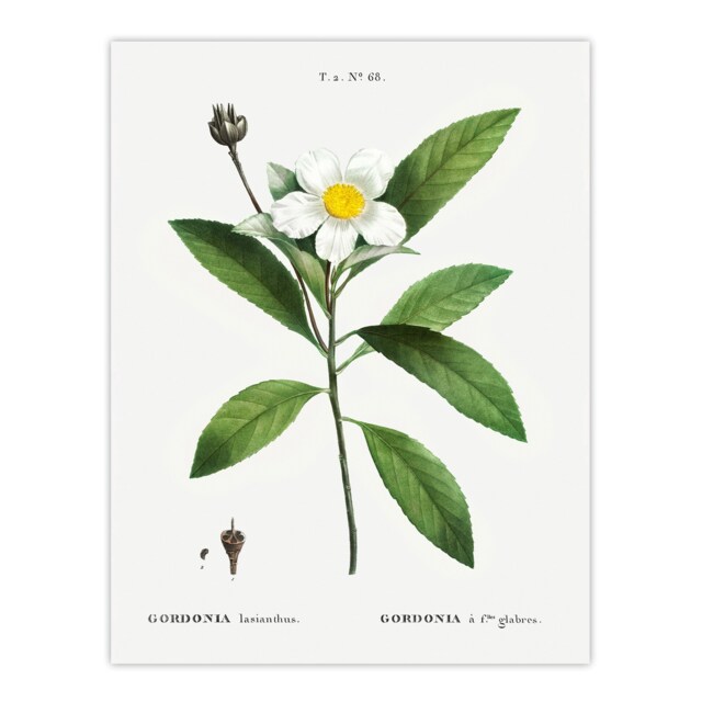 Gordonia Tree Loblolly Bay Flowers Redoute Huge Wall Art Print 18X24 In