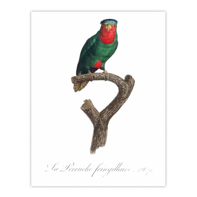 "The blue Crowned Lorikeet Parrot Levaillant Wall Art Poster Print 12X16"""