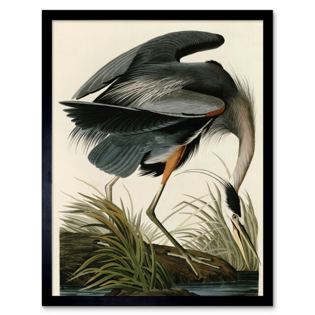 "Audubon Birds Great Blue Heron Painting 12x16"" Framed Wall Art Print"