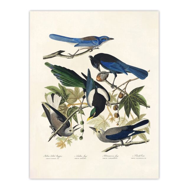 "Magpie Clarks Crow and Jays Audubon Nature Huge Wall Art Poster Print 24X32"""