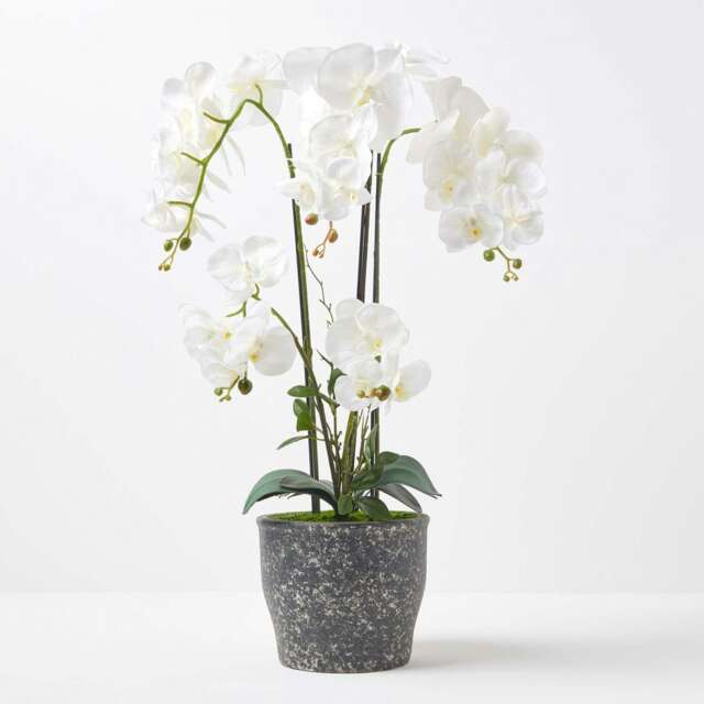 Homescapes White Orchid 82 cm Phalaenopsis in Ceramic Pot Extra Large, 4 Stems