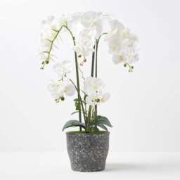 Homescapes White Orchid 82 cm Phalaenopsis in Ceramic Pot Extra Large, 4 Stems