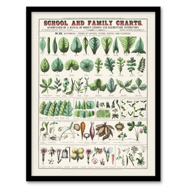 "School and family chart No XIX Calkins Framed Wall Art Print 12X16"""