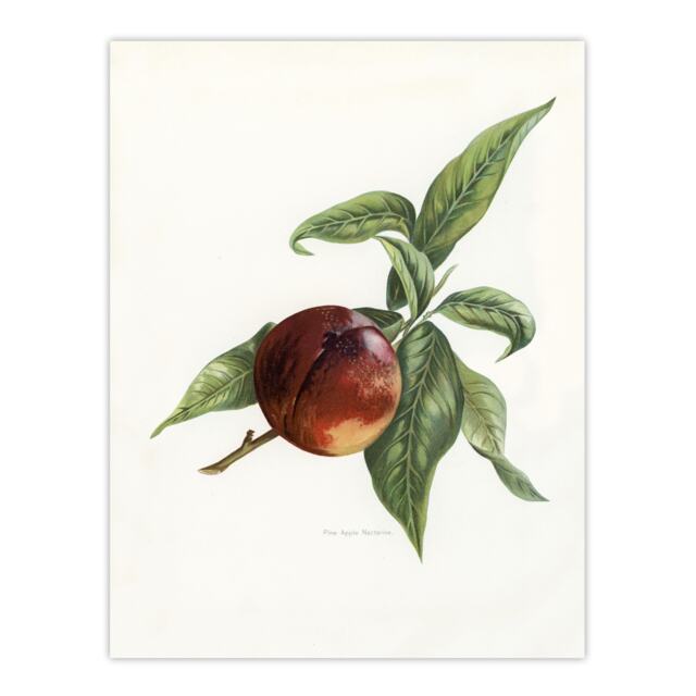 Vintage Artwork of Pine Apple Nectarine Wright Huge Wall Art Print 18X24 In