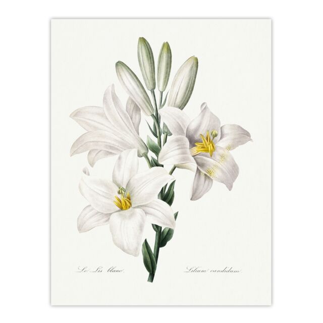 "White Lily Botanical Redoute Vintage Huge Wall Art Poster Print 24X32"""
