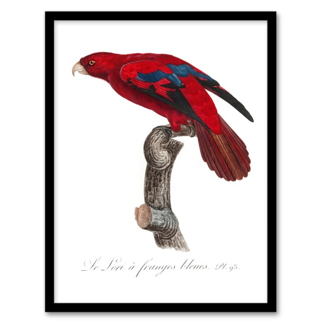 "The Blue Fringed Red Lori Parrot Levaillant Framed Wall Art Print 12X16"""