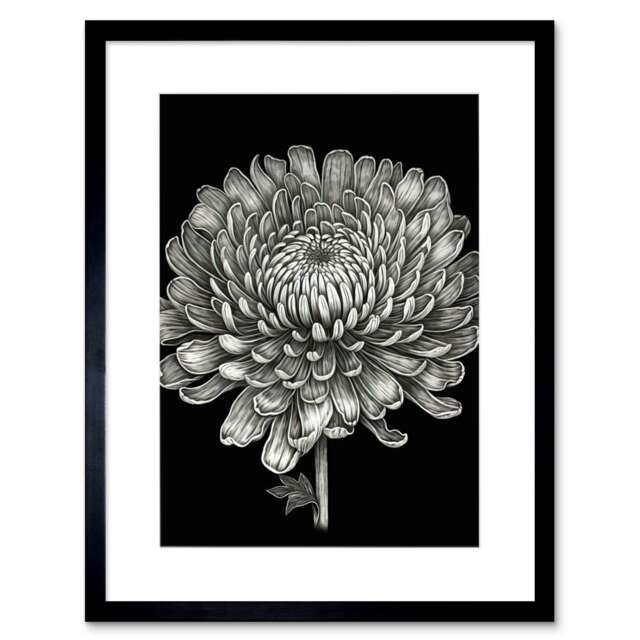 "Detailed Chrysanthemum Flower Bloom 9x7"" Black Framed Wall Art Print"