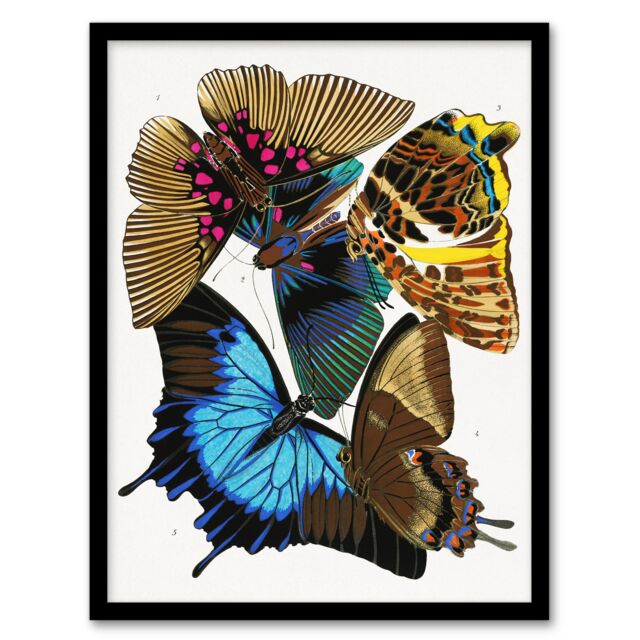 "Colourful Vintage Butterflies Vintage Framed Wall Art Print Eugene Seguy 12x16"""
