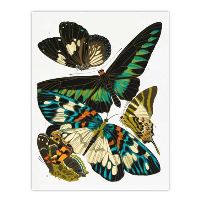 "Butterflies Green Blue Vintage Wall Art Print Eugene Seguy 18x24"""
