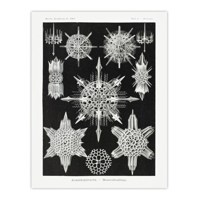 "Marine sea ocean Life in B&W Haeckel Huge Wall Art Poster Print 24X32"""