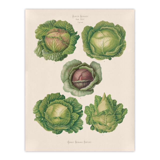 Cabbages Botanical Kitchen Ernst Benary Huge Wall Art Print 18X24 In