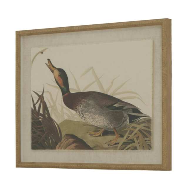 Hill Interiors Flora & Fauna Collection Duck Linen Framed Art Print - Multicoloured - 50cm x 2cm x 40cm