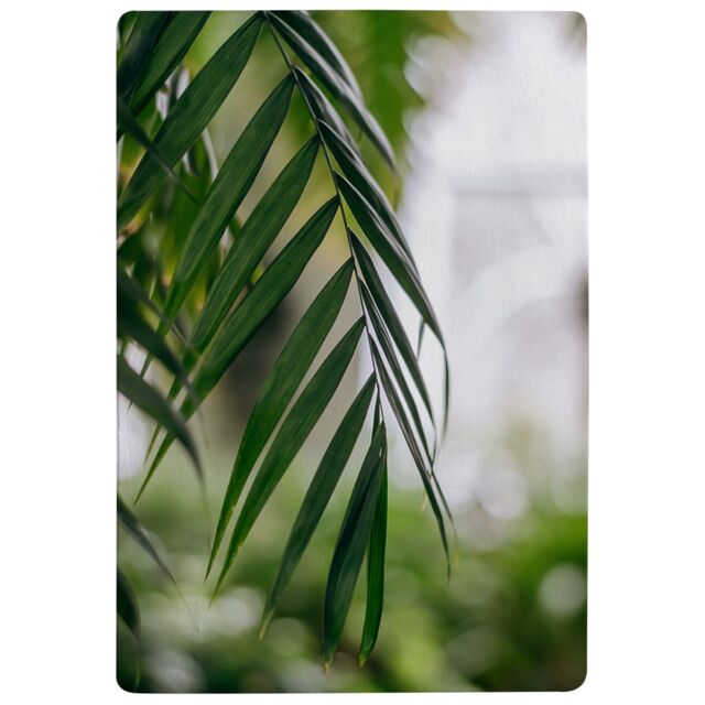Closeup Of Green Palm Leaf Designer Rug Multi