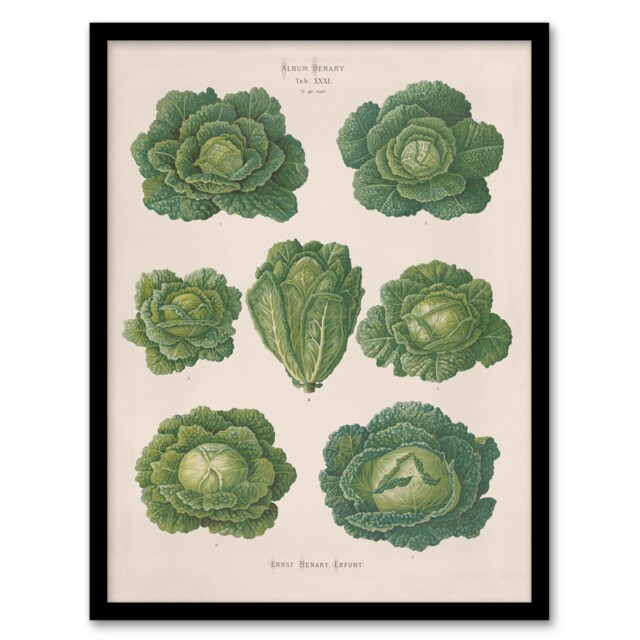 "Savoy Cabbages Vintage Kitchen Ernst Benary Framed Wall Art Print 12X16"""
