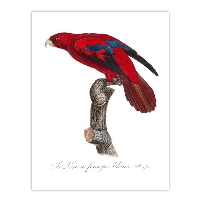 "The Blue Fringed Red Lori Parrot Levaillant Huge Wall Art Poster Print 24X32"""