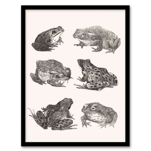 Theo van Hoytema Framed Wall Art Six Frogs and Toads Pencil Drawing Home Décor