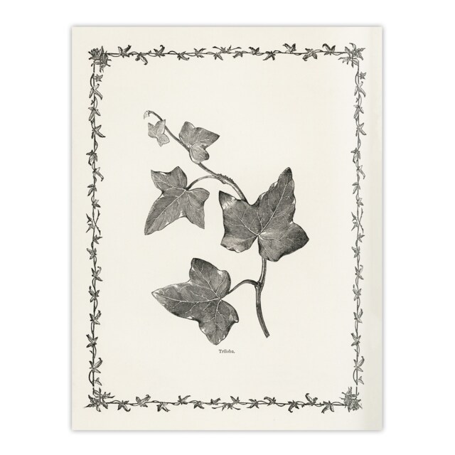 Vintage Botanical Ipomoea Triloba Leaves Hibberd Wall Art Poster Print