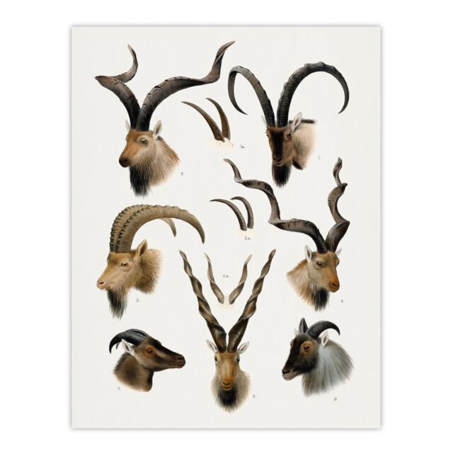 Vintage Illustration Bovidae Animals Lydekker Huge Wall Art Poster Print